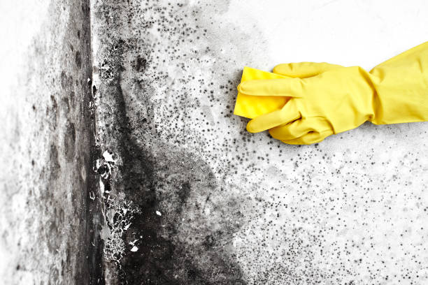 Best Affordable Mold Removal  in USA